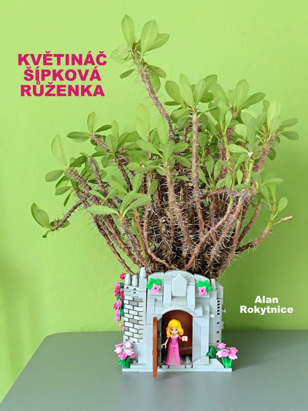 foto SOUTĚŽ Květináč 7111