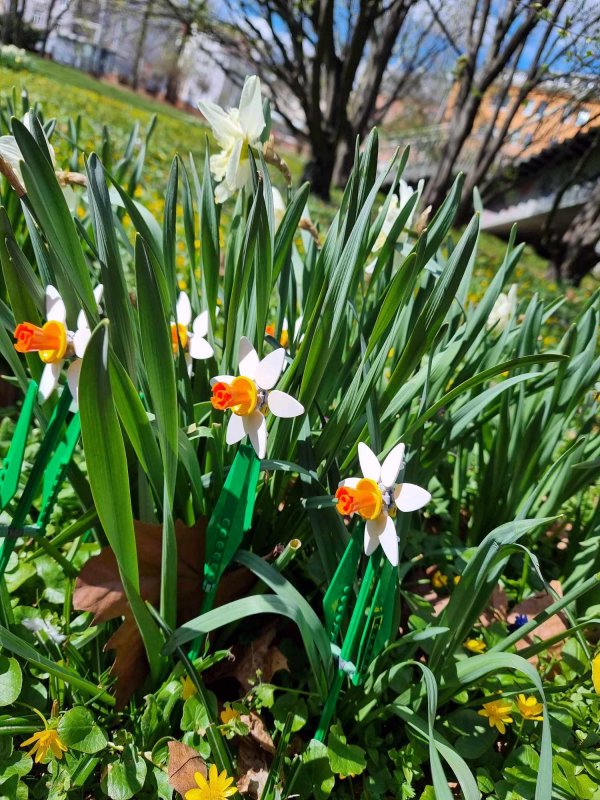 foto KOSTKOVÁNÍ MEZI NARCISY 12388