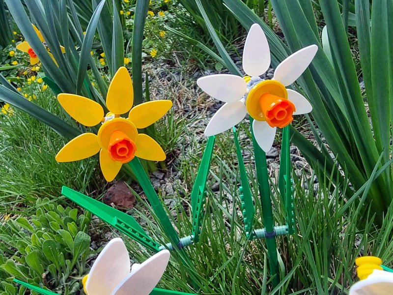 foto KOSTKOVÁNÍ MEZI NARCISY 12389