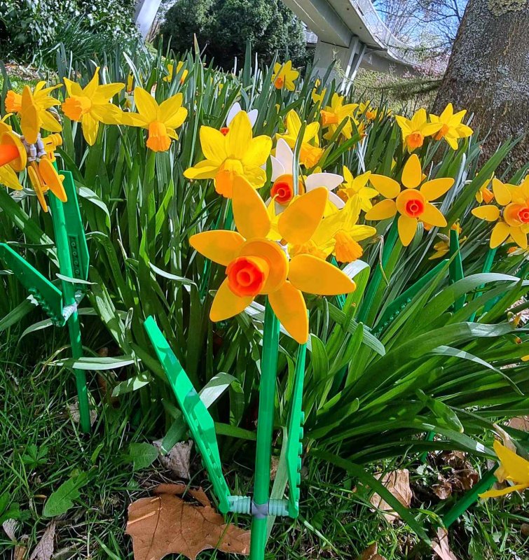 foto KOSTKOVÁNÍ MEZI NARCISY