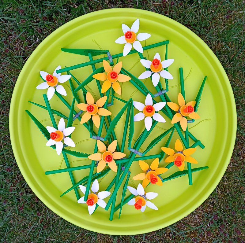 foto KOSTKOVÁNÍ MEZI NARCISY 12390