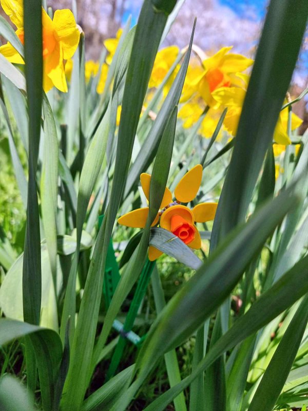 foto KOSTKOVÁNÍ MEZI NARCISY 12392