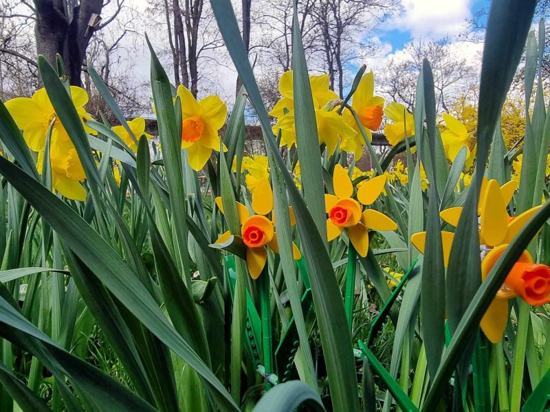foto KOSTKOVÁNÍ MEZI NARCISY 12393