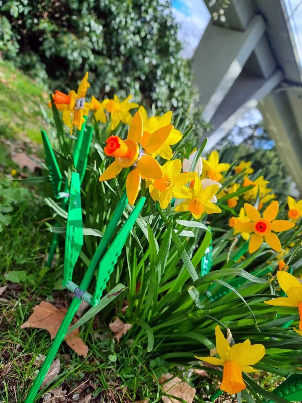 foto KOSTKOVÁNÍ MEZI NARCISY 12394