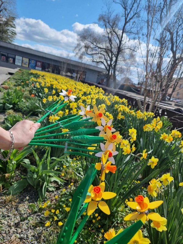 foto KOSTKOVÁNÍ MEZI NARCISY 12395