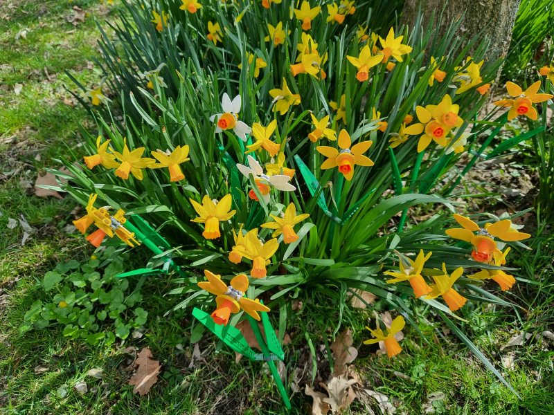 foto KOSTKOVÁNÍ MEZI NARCISY 12396