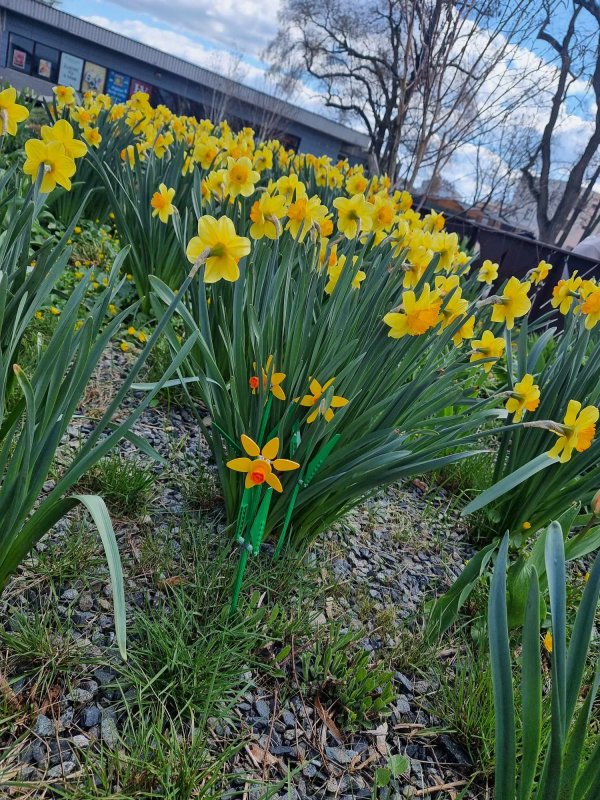 foto KOSTKOVÁNÍ MEZI NARCISY 12397
