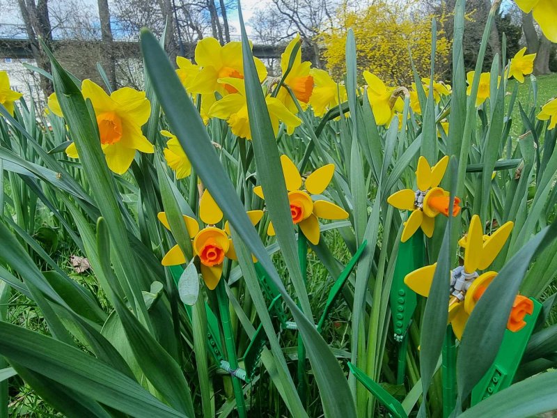 foto KOSTKOVÁNÍ MEZI NARCISY 12398