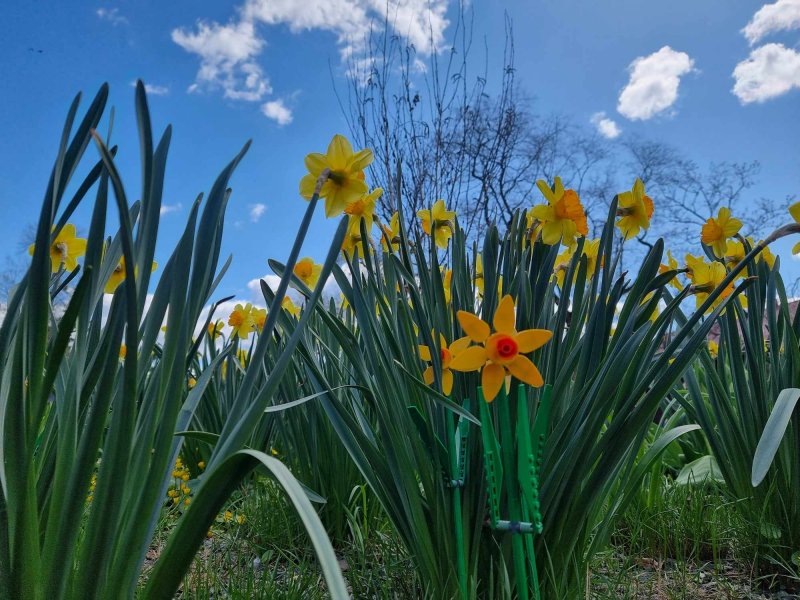foto KOSTKOVÁNÍ MEZI NARCISY 12399