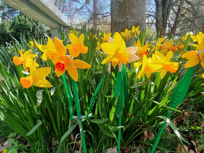 foto KOSTKOVÁNÍ MEZI NARCISY 12400