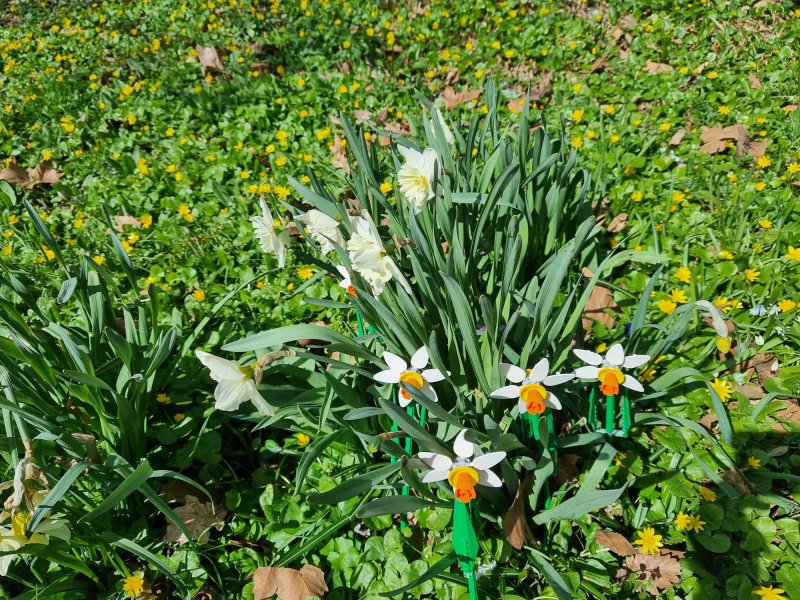 foto KOSTKOVÁNÍ MEZI NARCISY 12401