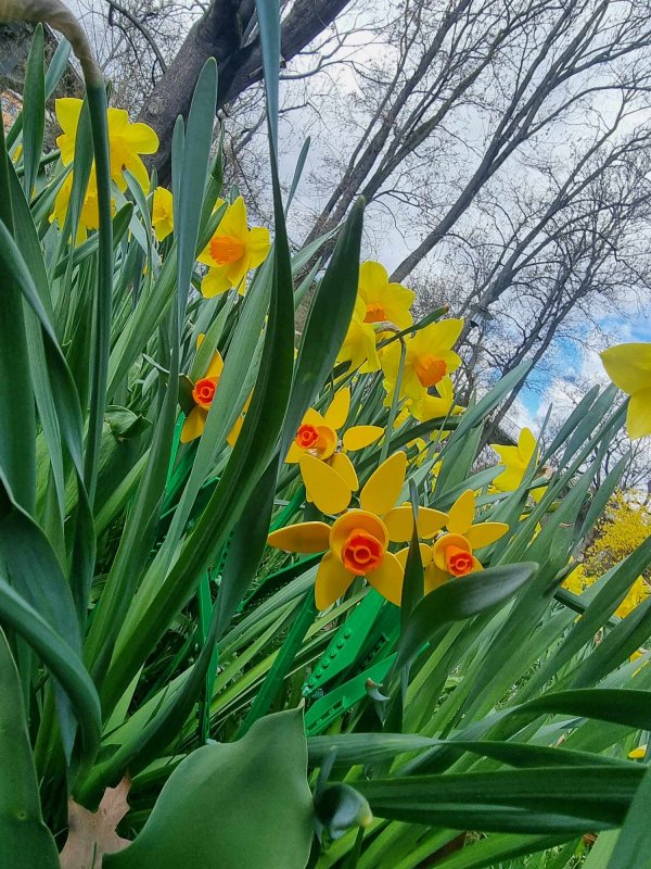 foto KOSTKOVÁNÍ MEZI NARCISY 12402