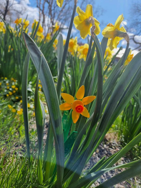 foto KOSTKOVÁNÍ MEZI NARCISY 12403