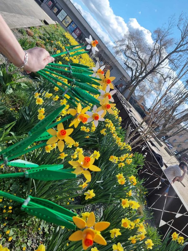 foto KOSTKOVÁNÍ MEZI NARCISY 12404