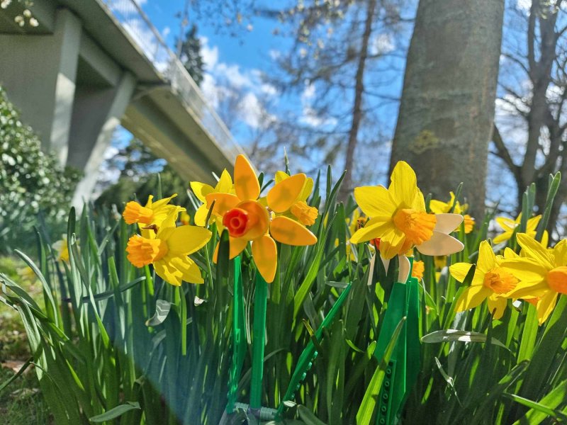 foto KOSTKOVÁNÍ MEZI NARCISY 12405