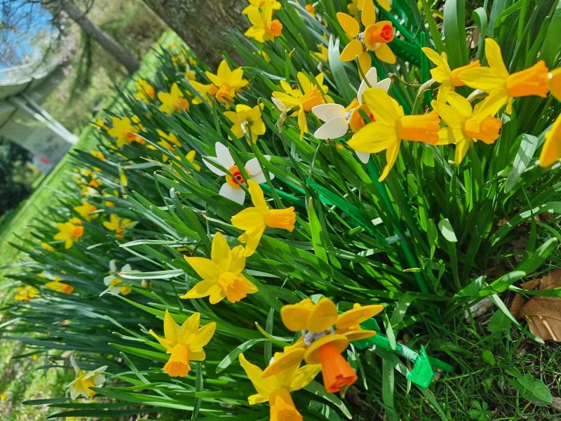 foto KOSTKOVÁNÍ MEZI NARCISY 12406