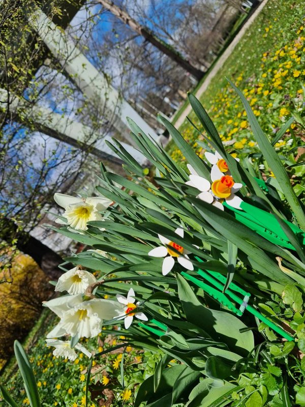 foto KOSTKOVÁNÍ MEZI NARCISY 12407