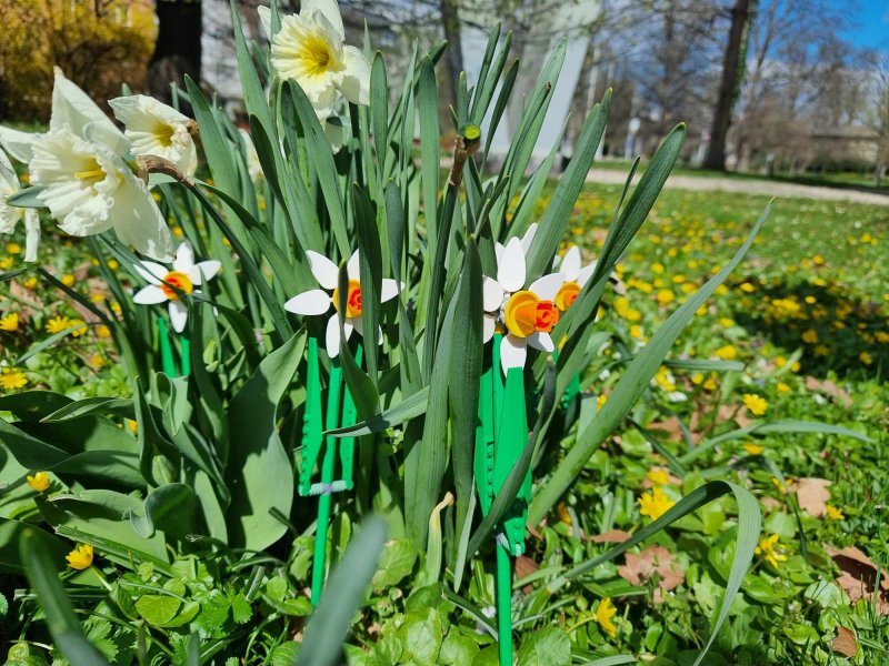 foto KOSTKOVÁNÍ MEZI NARCISY 12408