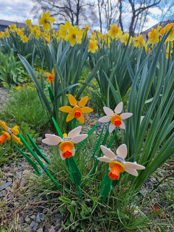 foto KOSTKOVÁNÍ MEZI NARCISY 12409