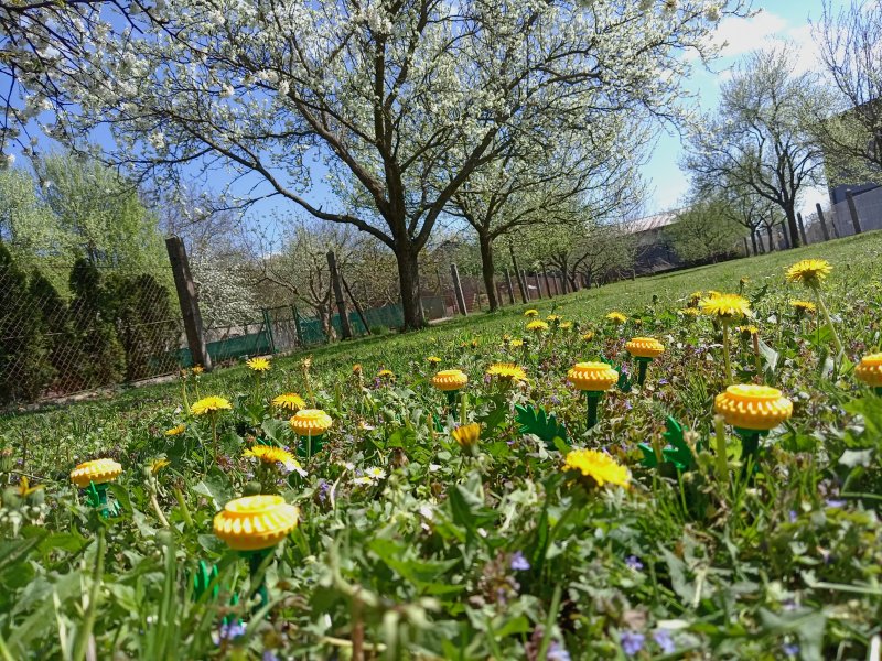 foto Tvoříme PAMPELIŠKY MEZI PAMPELIŠKAMI 12498