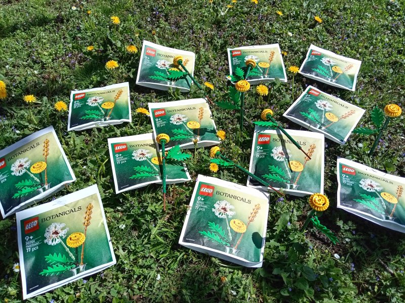 foto Tvoříme PAMPELIŠKY MEZI PAMPELIŠKAMI 12500