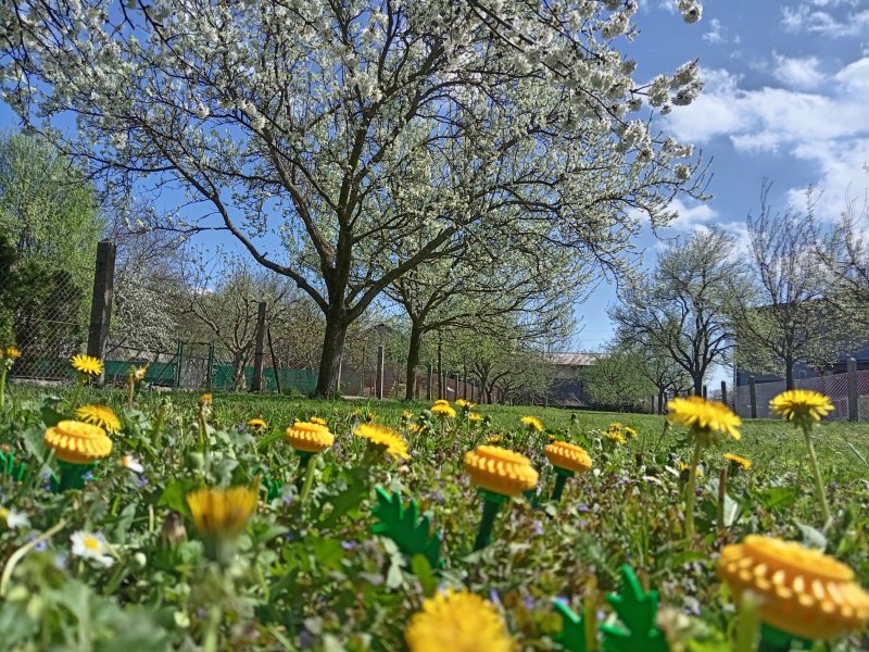 foto Tvoříme PAMPELIŠKY MEZI PAMPELIŠKAMI 12506