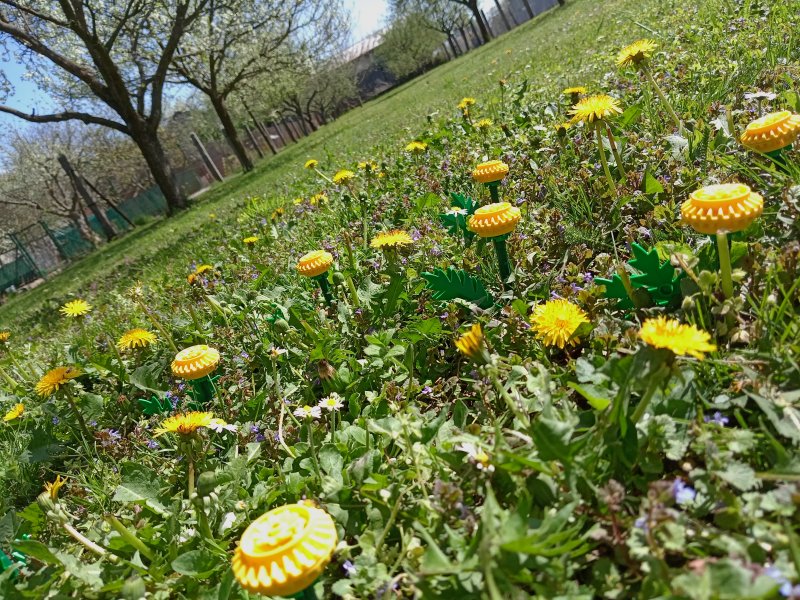 foto Tvoříme PAMPELIŠKY MEZI PAMPELIŠKAMI 12507