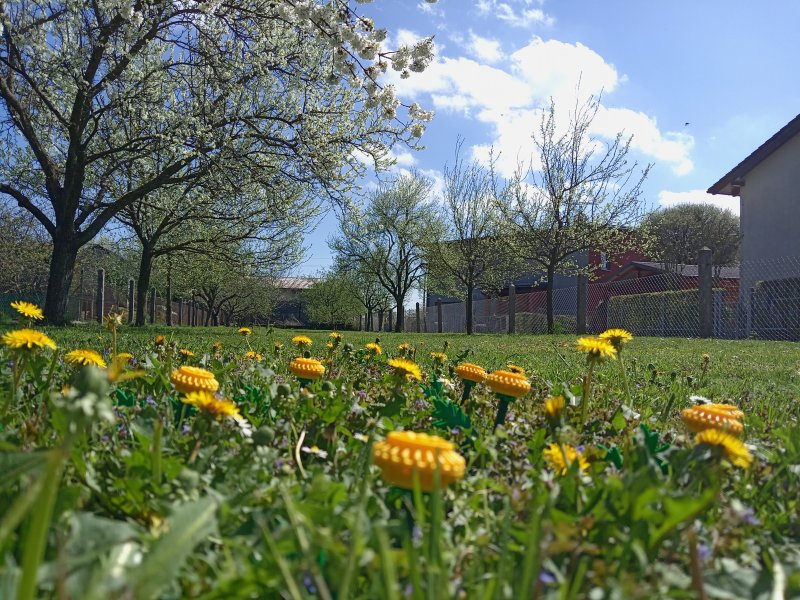 foto Tvoříme PAMPELIŠKY MEZI PAMPELIŠKAMI 12508