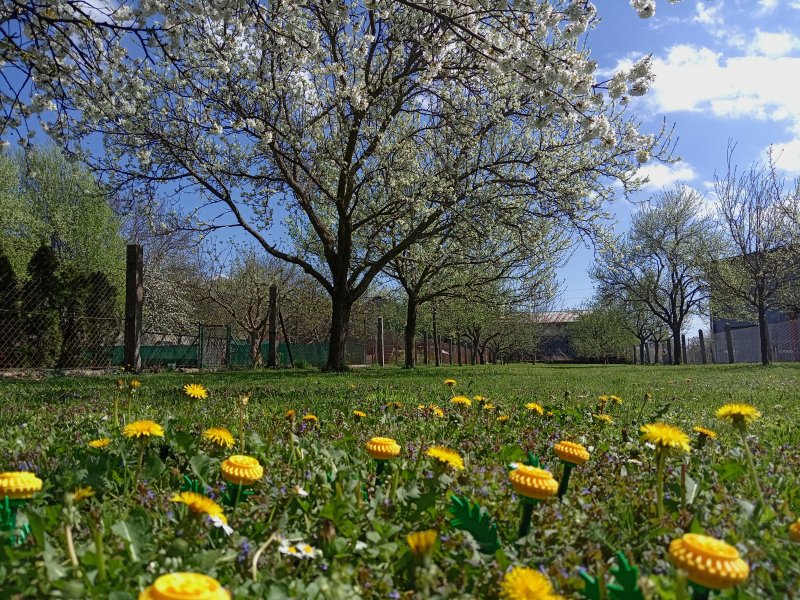 foto Tvoříme PAMPELIŠKY MEZI PAMPELIŠKAMI 12509