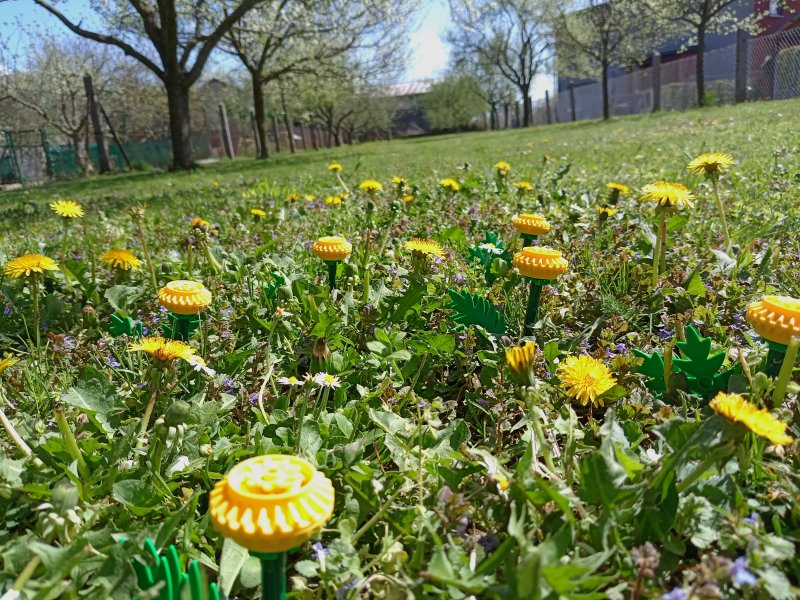 foto Tvoříme PAMPELIŠKY MEZI PAMPELIŠKAMI 12510