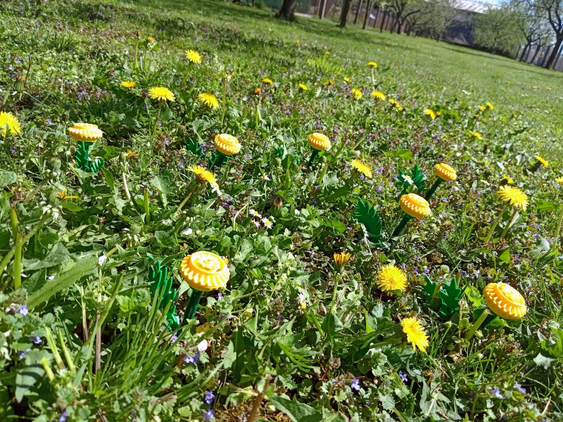 foto Tvoříme PAMPELIŠKY MEZI PAMPELIŠKAMI 12512