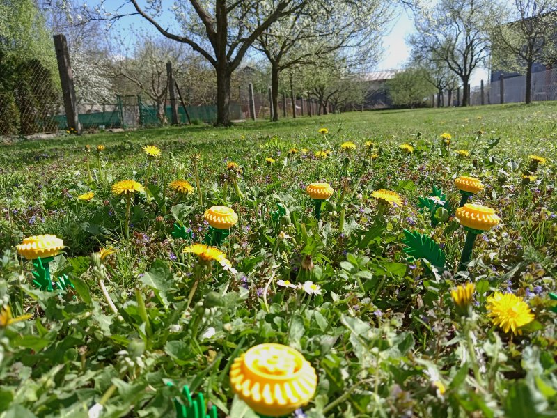 foto Tvoříme PAMPELIŠKY MEZI PAMPELIŠKAMI 12513