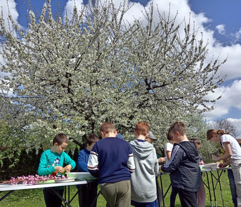 foto ROZKVETLÉ TŘEŠNĚ v třešňovém sadu 12590