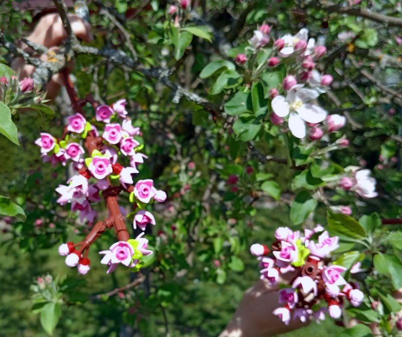 foto ROZKVETLÉ TŘEŠNĚ v třešňovém sadu 12594