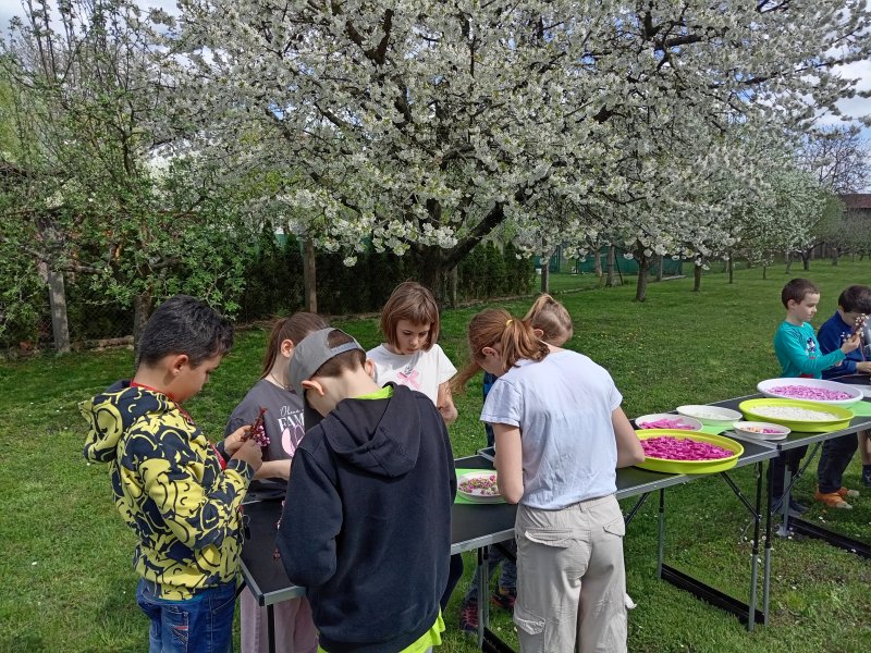 foto ROZKVETLÉ TŘEŠNĚ v třešňovém sadu 12600