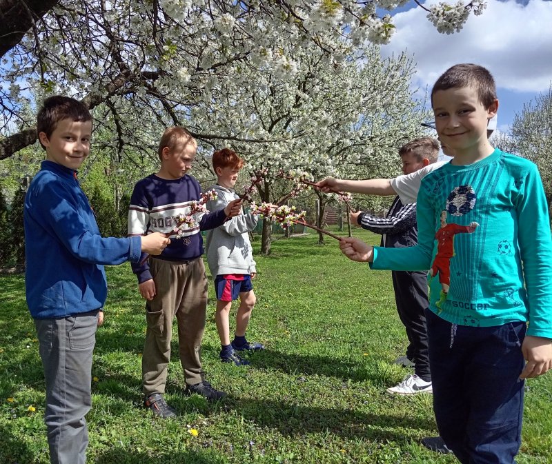 foto ROZKVETLÉ TŘEŠNĚ v třešňovém sadu 12601