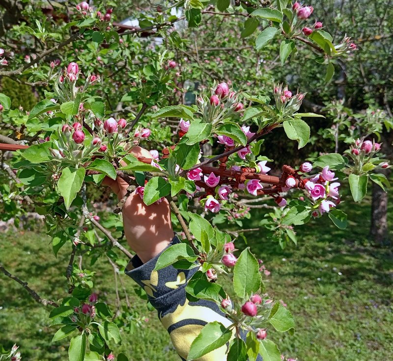 foto ROZKVETLÉ TŘEŠNĚ v třešňovém sadu 12602