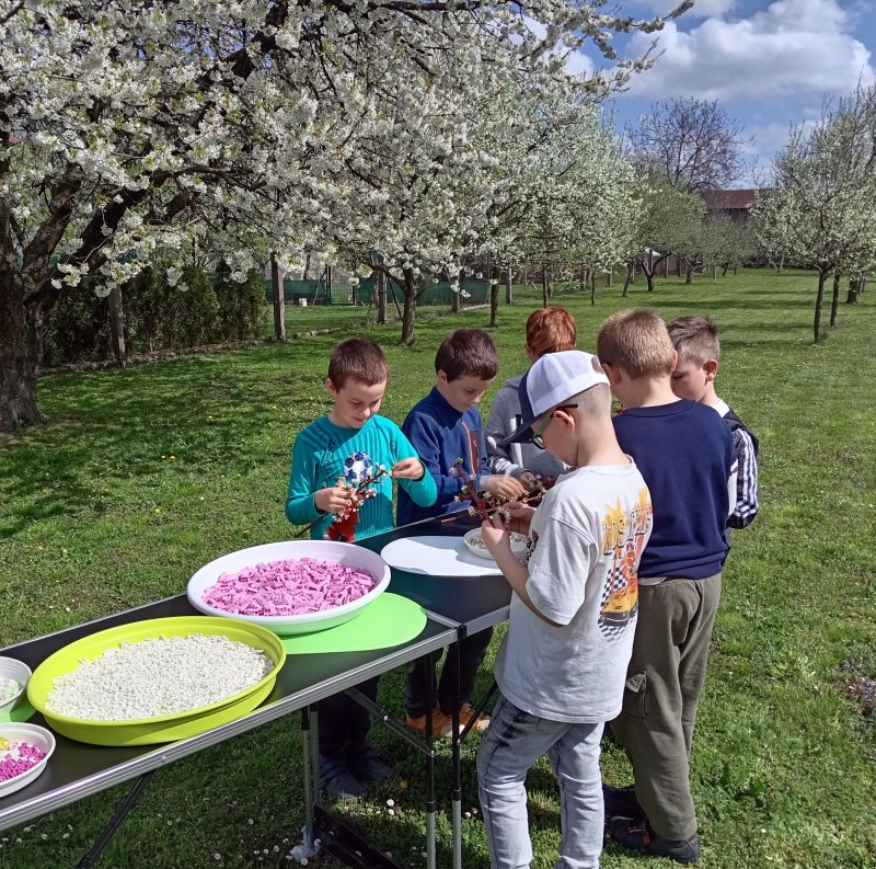 foto ROZKVETLÉ TŘEŠNĚ v třešňovém sadu 12604