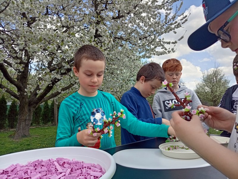 foto ROZKVETLÉ TŘEŠNĚ v třešňovém sadu 12605