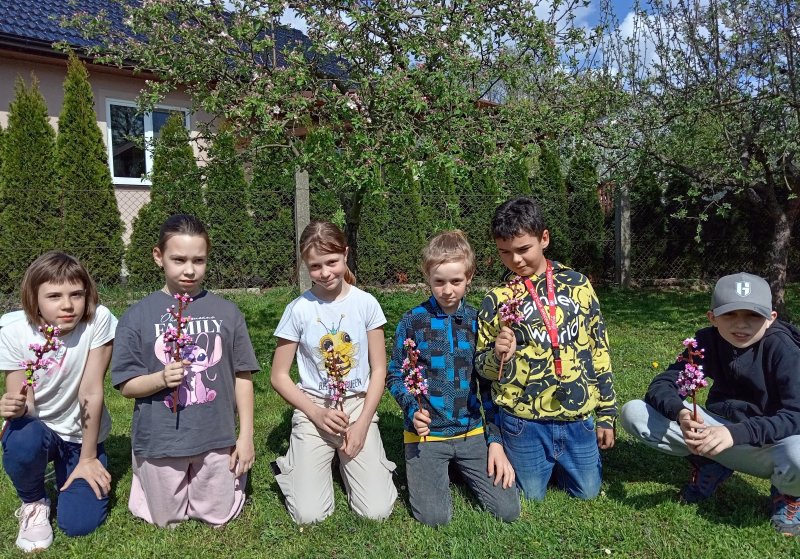 foto ROZKVETLÉ TŘEŠNĚ v třešňovém sadu 12606