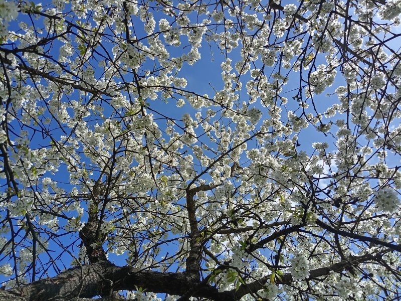 foto ROZKVETLÉ TŘEŠNĚ v třešňovém sadu 12615