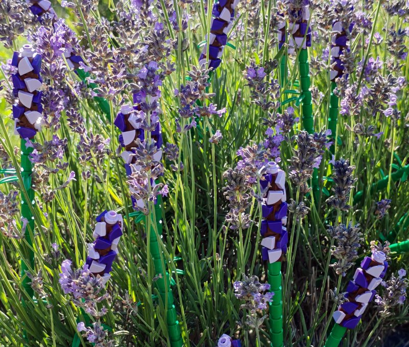 foto LEVANDULE NA LEVANDULOVÉ FARMĚ 13875
