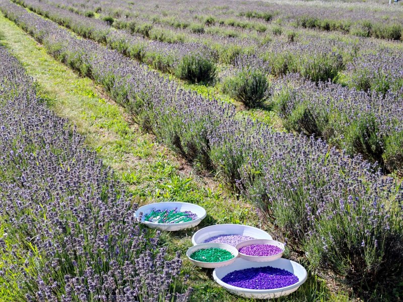 foto LEVANDULE NA LEVANDULOVÉ FARMĚ 13876