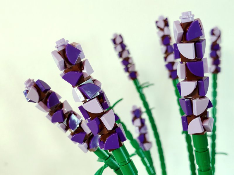 foto LEVANDULE NA LEVANDULOVÉ FARMĚ 13877