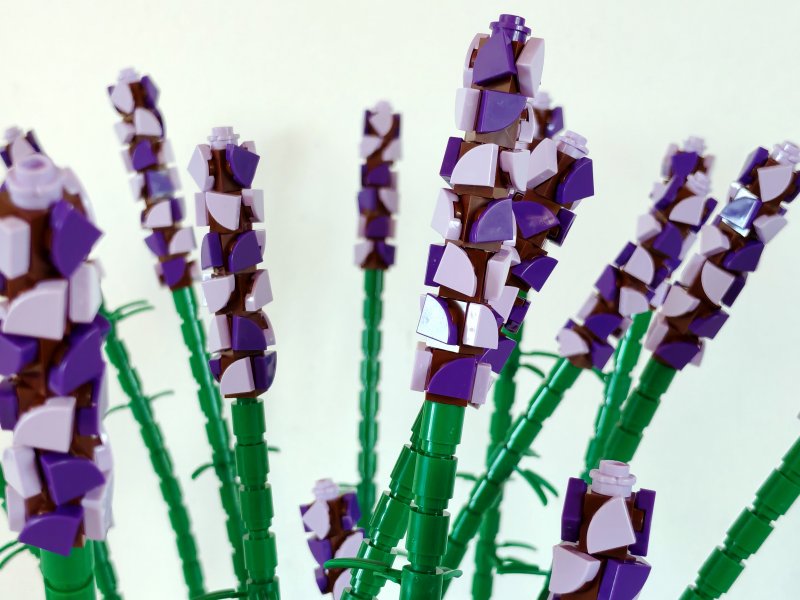 foto LEVANDULE NA LEVANDULOVÉ FARMĚ 13878