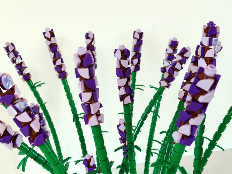 foto LEVANDULE NA LEVANDULOVÉ FARMĚ 13879