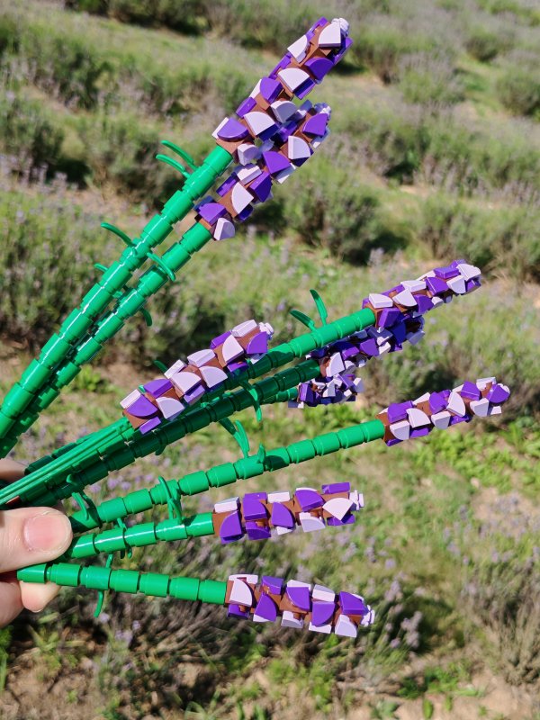 foto LEVANDULE NA LEVANDULOVÉ FARMĚ 13881