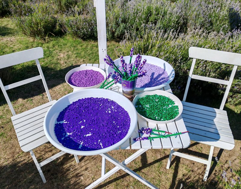 foto LEVANDULE NA LEVANDULOVÉ FARMĚ 13882