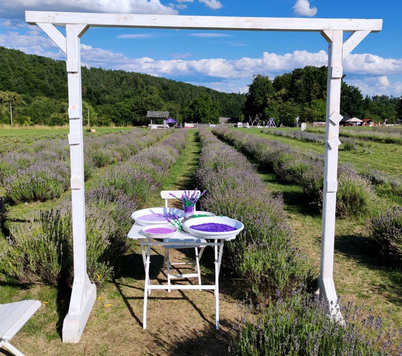 foto LEVANDULE NA LEVANDULOVÉ FARMĚ 13883