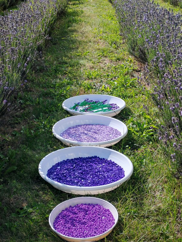 foto LEVANDULE NA LEVANDULOVÉ FARMĚ 13884